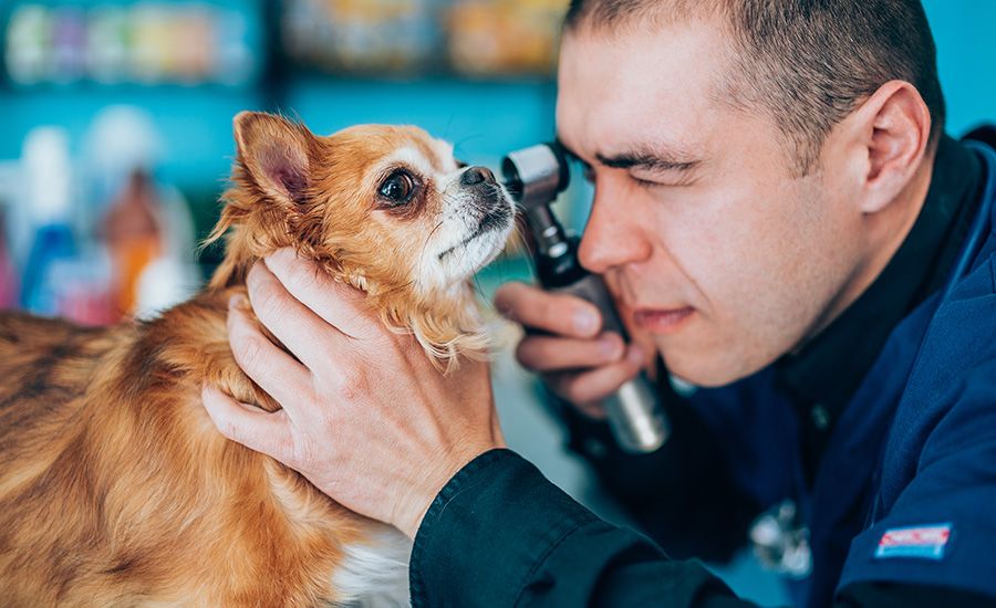Curso de Análises Clínicas em Medicina Veterinária