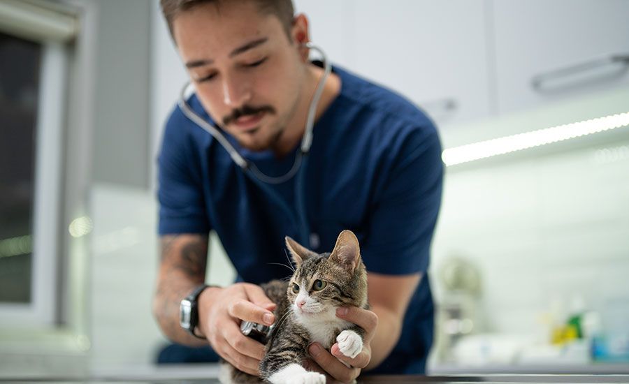 Curso de Cardiologia de Pequenos Animais