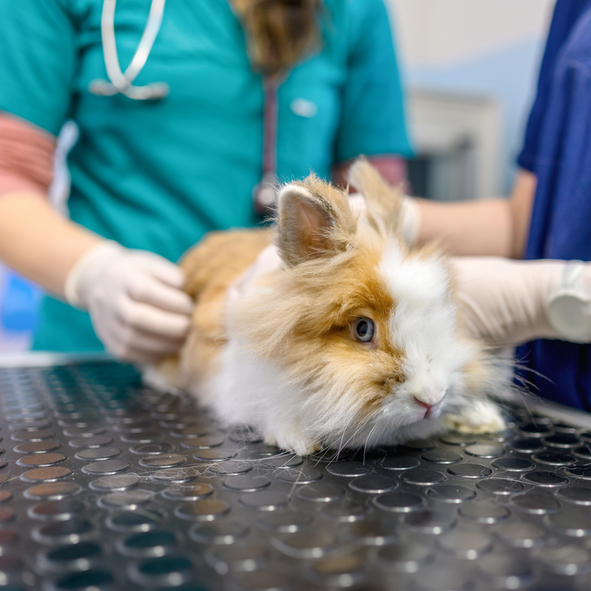 Curso de Cirurgia de Pequenos Animais