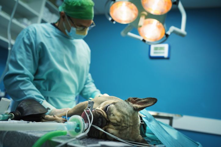 Curso de Cirurgia de Pequenos Animais