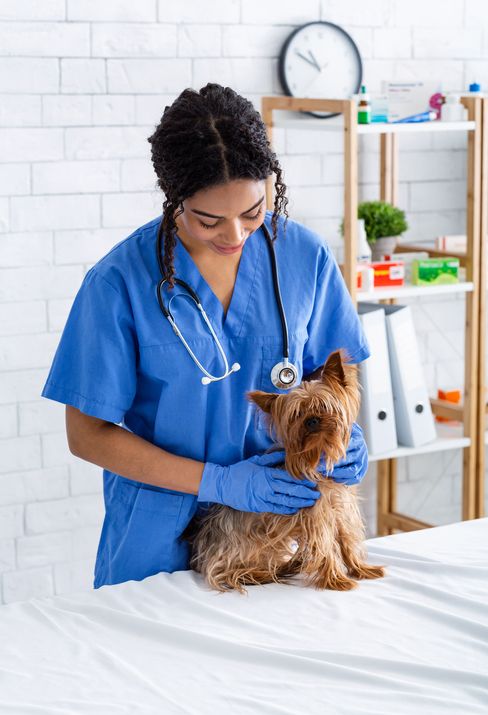 Curso de Clínica Médica de Pequenos Animais