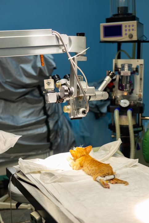 Curso de Diagnóstico Por Imagem em Pequenos Animais