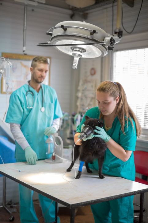 Curso de Diagnóstico Por Imagem em Pequenos Animais