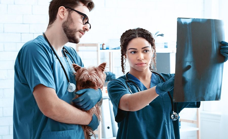 Curso de Diagnóstico Por Imagem em Pequenos Animais