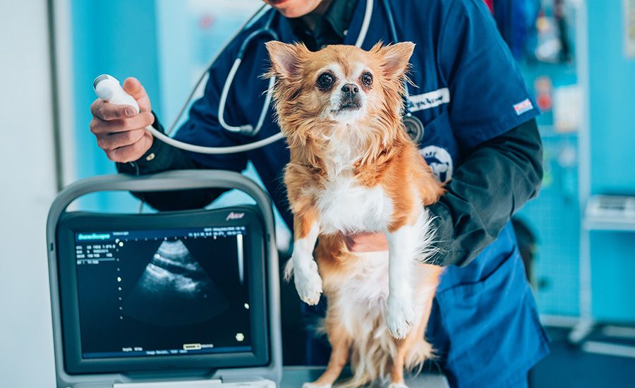 Curso de Diagnóstico Por Imagem em Pequenos Animais