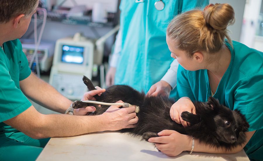 Curso de Diagnóstico Por Imagem em Pequenos Animais