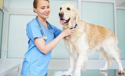 Curso de Diagnóstico Por Imagem em Pequenos Animais