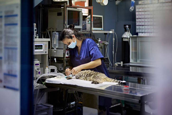 Curso de Cirurgia de Pequenos Animais