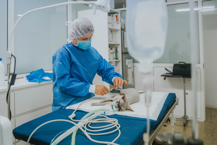 Curso de Cirurgia de Pequenos Animais