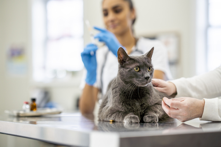 Curso de Medicina de Pets Não Convencionais