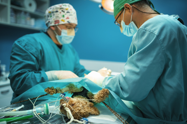 Curso de Cirurgia de Tecidos Moles em Pequenos Animais