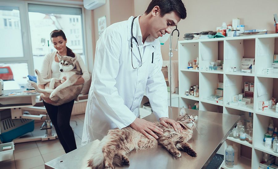 Curso de Anestesiologia de Pequenos Animais