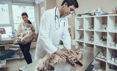 Curso de Anestesiologia de Pequenos Animais