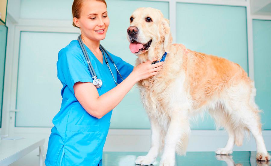 Curso de Anestesiologia de Pequenos Animais